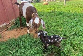 Jersey Mini Goat Breed